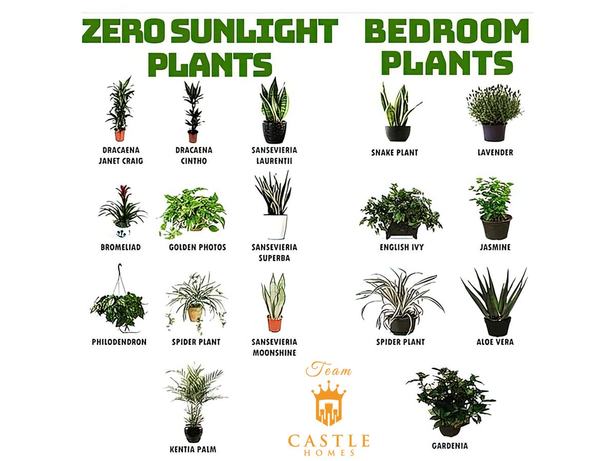 #randicastle007 #marketingmadness #realtor #realestate #homedecor #homedecortips #houseplants #lowlightplants #bedroomplants

Source: pin.it/4STcLex