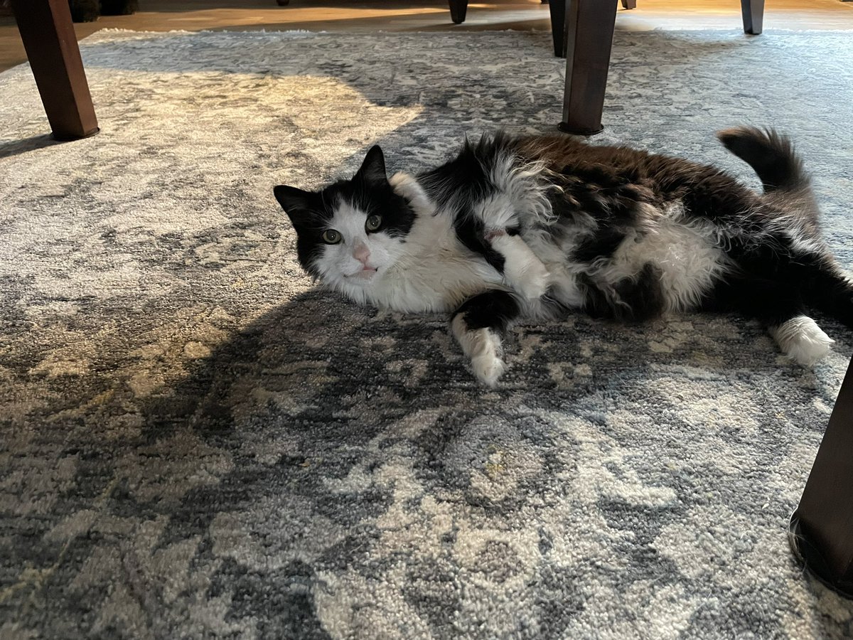 Family had to say goodbye to one of our dearest little guardians today 😞

RIP Tommy 💜 thank you for all the cuddles and for looking after all the pups and kittens that came into the family home under your watch little guy 🙏 you’re the real MVP.