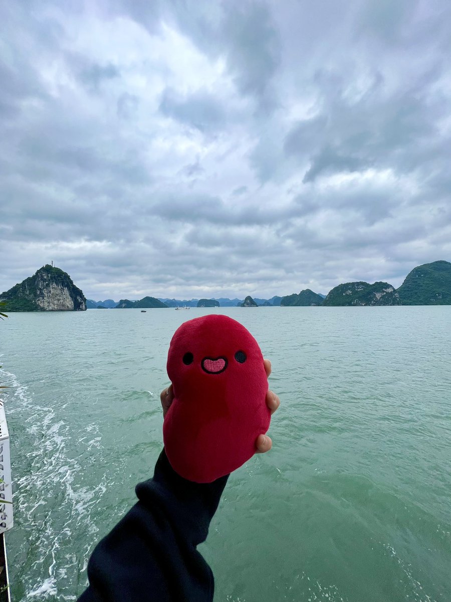 cryptochloes's tweet photo. gm ☀️ Ha long have you had your Azuki for? https://t.co/tVd2VopVFB