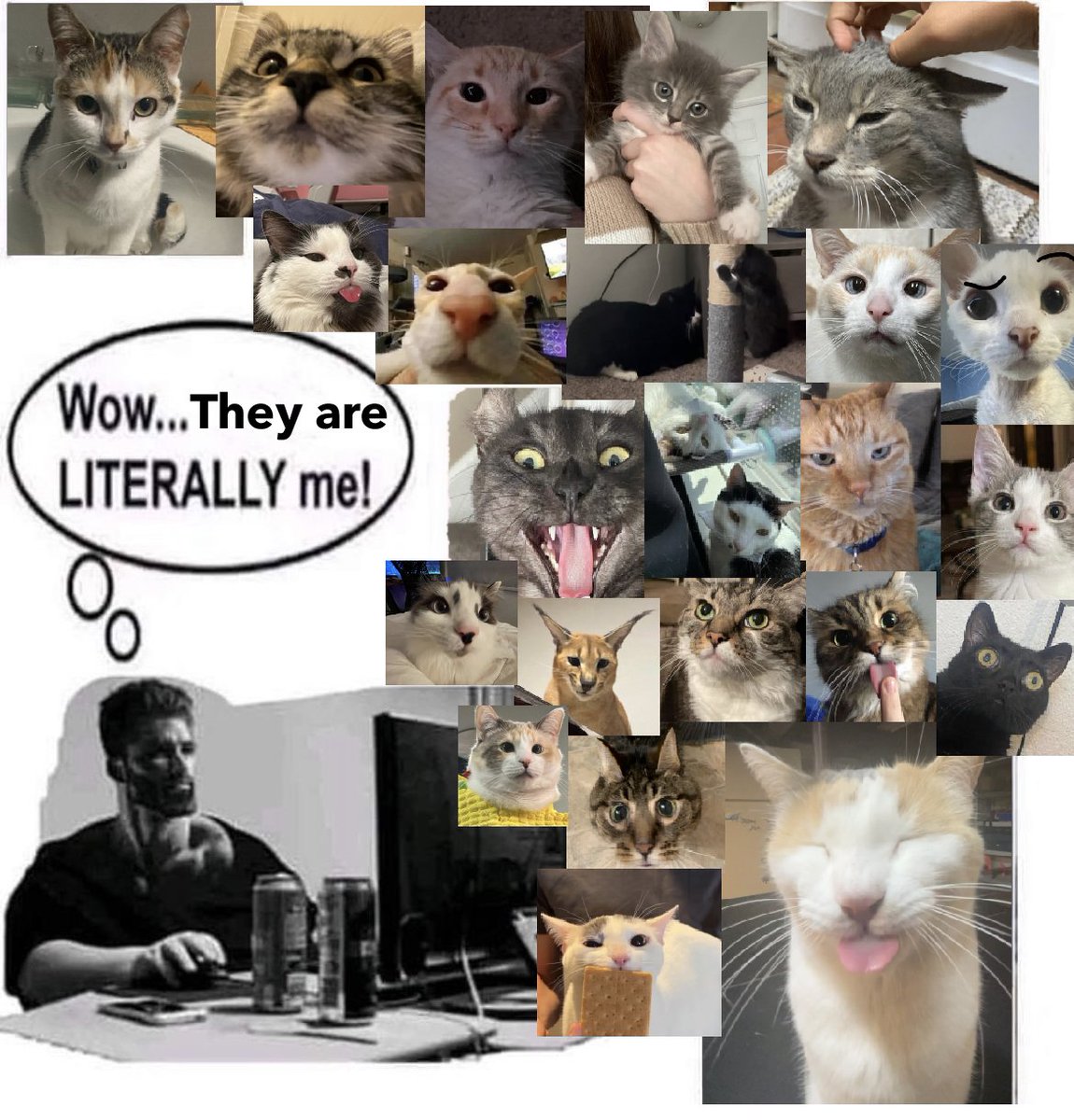 LiterallyMeCats (@literallymecats) on Twitter photo 