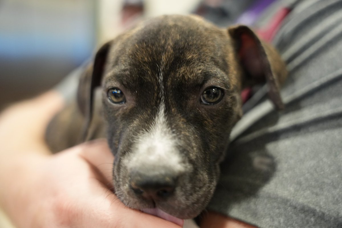 Avalanche's tweet photo. Who let the dogs out?

PetSmart brought by some @MAMCORescueDogs for adoption and it’s safe to say we’re in LOVE. 

Be on the lookout for future adoption events!

#GoAvsGo https://t.co/gpod3Ttkqx