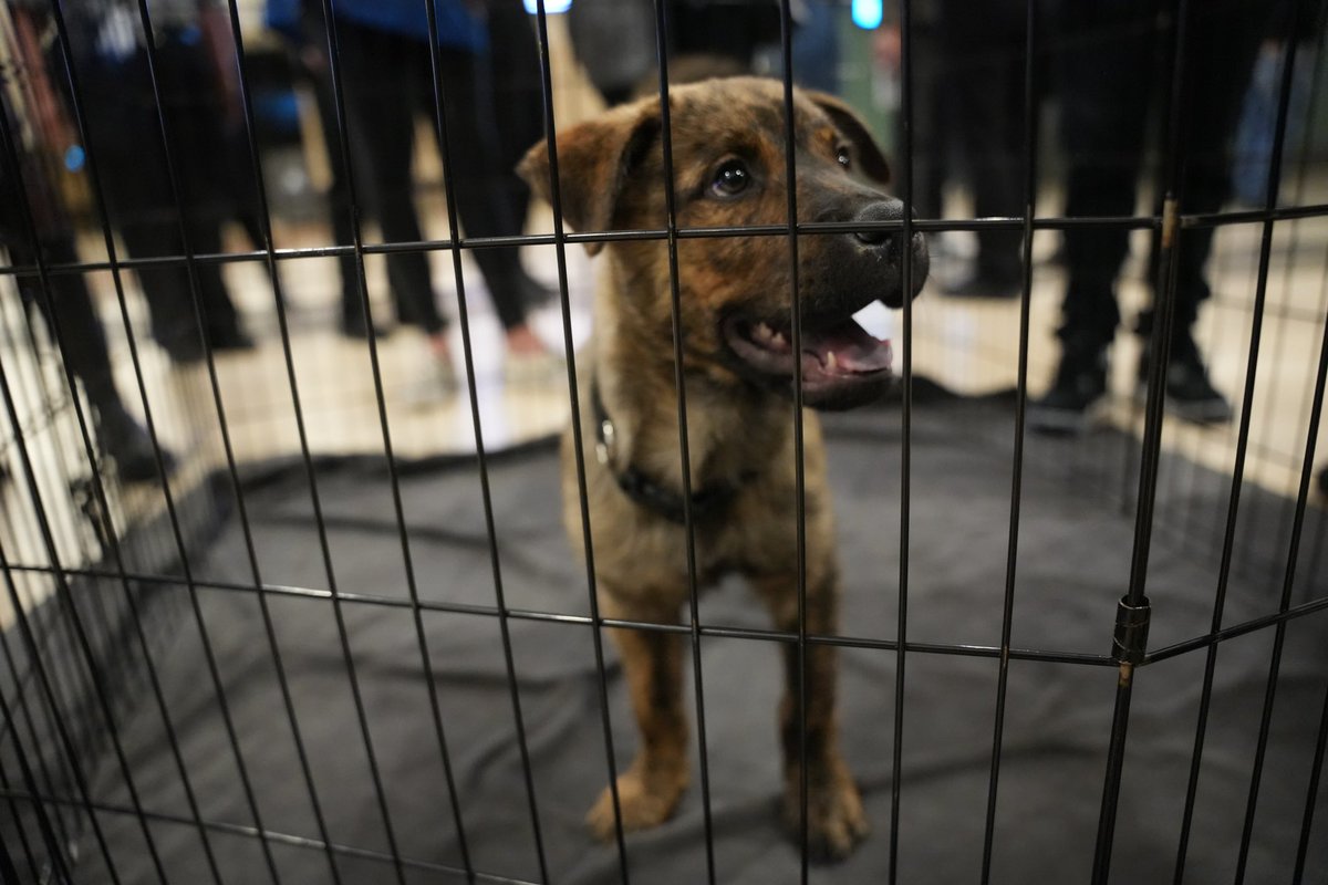 Avalanche's tweet photo. Who let the dogs out?

PetSmart brought by some @MAMCORescueDogs for adoption and it’s safe to say we’re in LOVE. 

Be on the lookout for future adoption events!

#GoAvsGo https://t.co/gpod3Ttkqx