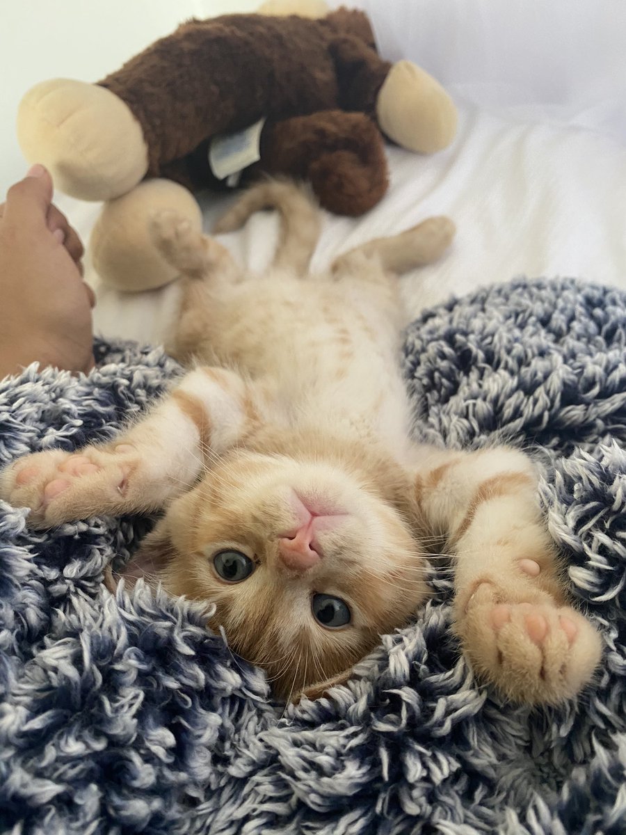 my_lynh's tweet photo. @XileniaM I present you my favorite baby pictures of …. Mr. Shiby bear https://t.co/bDKek4fQW5
