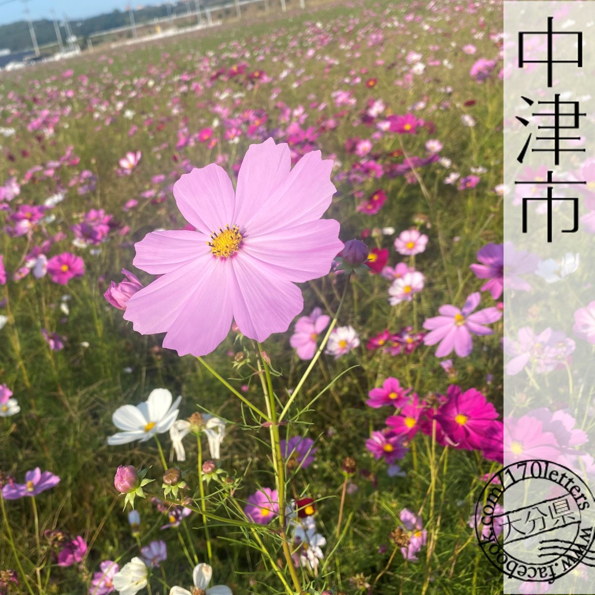 chk_170letters's tweet photo. 大分県中津市(なかつし)　三光コスモス園

コスモスが満開の季節になりました😊
色とりどりのコスモスが楽しめます🌼

ぜひ足を運んでみてはいかがでしょうか✨

#地域科学研究所 #170便 #中津市 https://t.co/DU6y4oJuHQ