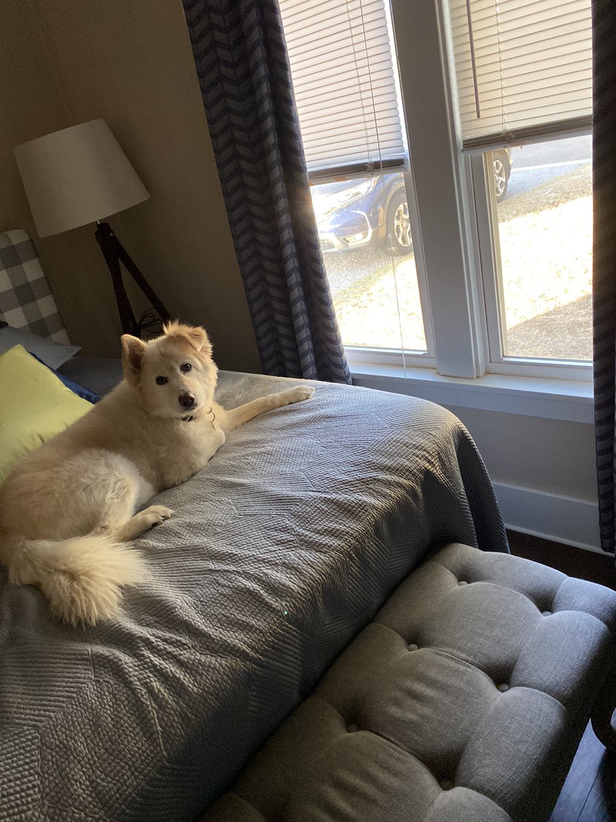 Coach_HD's tweet photo. A princess on her throne! #WatchDog #HerHappyPlace https://t.co/03VwmVe4T8
