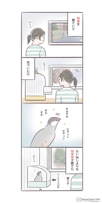 映画を観ていてふと気付くと、文鳥が個室の特等席で一緒に観ていた
#文鳥 
#bunchoslife 
#4コマ漫画 