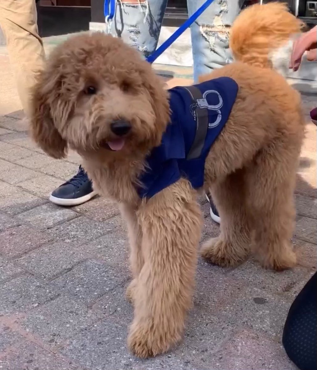 Meet Bingo, my #1 campaign staffer. :)