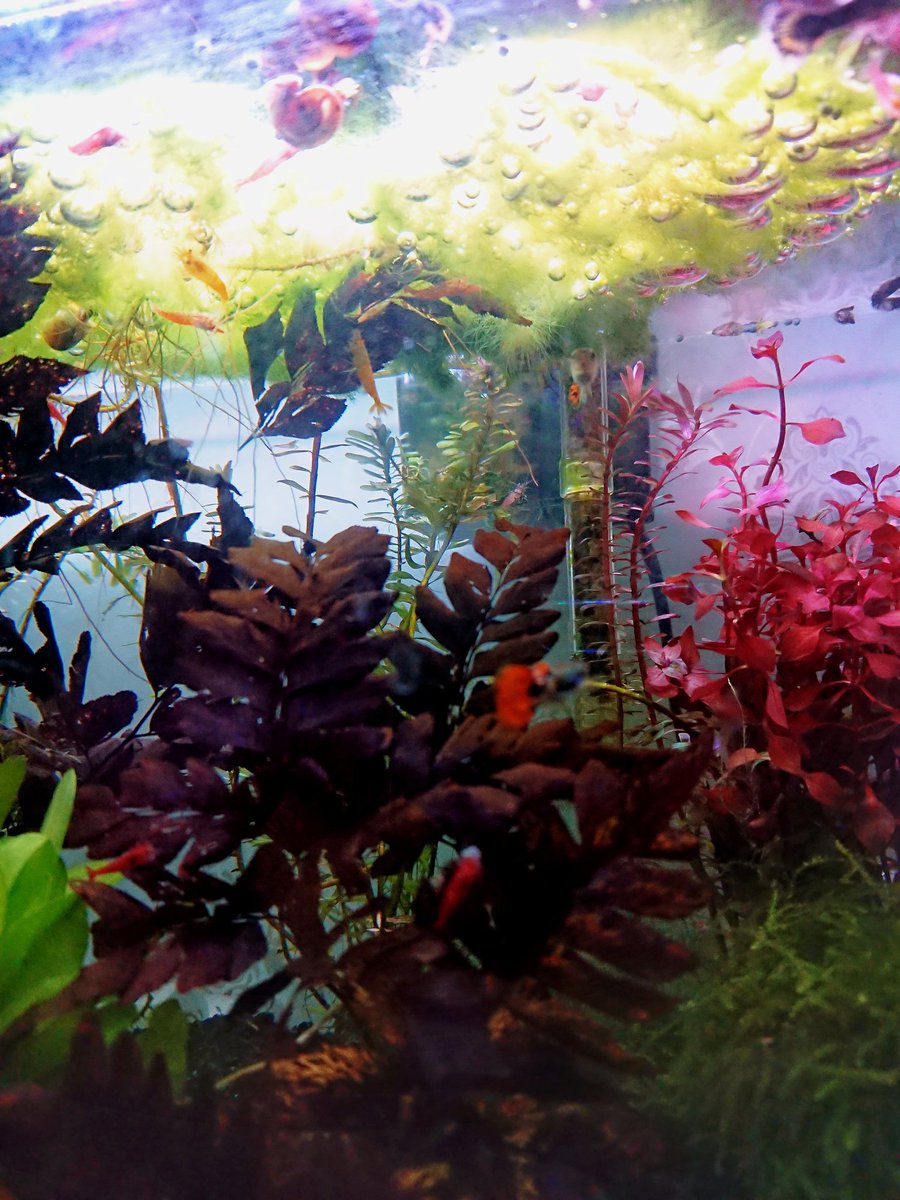 p_purrito's tweet photo. And here's unrelated news for today:

Illegal upsidedown shrimp gathering 🦐🦐🦐🦐🦐🦐🦐 #irlstuff https://t.co/UYgw7BMiiV