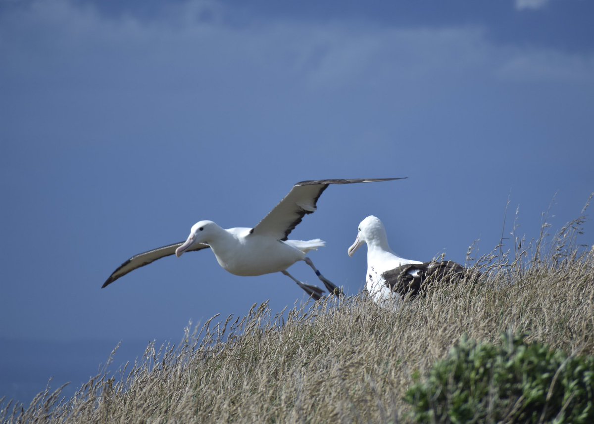 66 new season arrivals have now been seen on the headland and pairs are establishing their nest sites for the next year! 

Voting is also open for Bird of the Year 2022, get online and vote toroa! ✨

#birdoftheyear #votetoroa 

📷 Laura Findlay