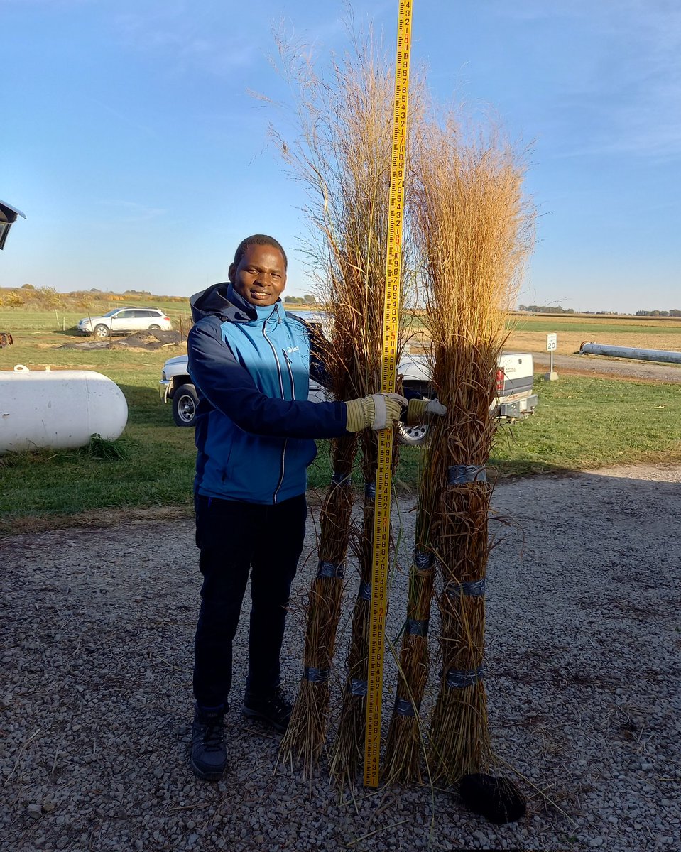danielwasonga's tweet photo. IL site for quadrat and combine harvest on our switchgrass large scale-plots; and wintersteiger harvest on our small-scale plots. Photo: quadrat subsamples. #biomass https://t.co/VxrwvWcw0N