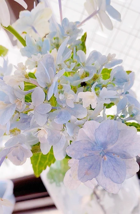 お義母さんがお花が好きで育てていらっしゃっるんだけど、キッチンにすごい可愛いお花があると思って聞いたら紫陽花らしくて1人感動してた写真のはもうだいぶ時間立ってしまってて枯れ気味なんだけどめちゃくちゃ可愛い!! 