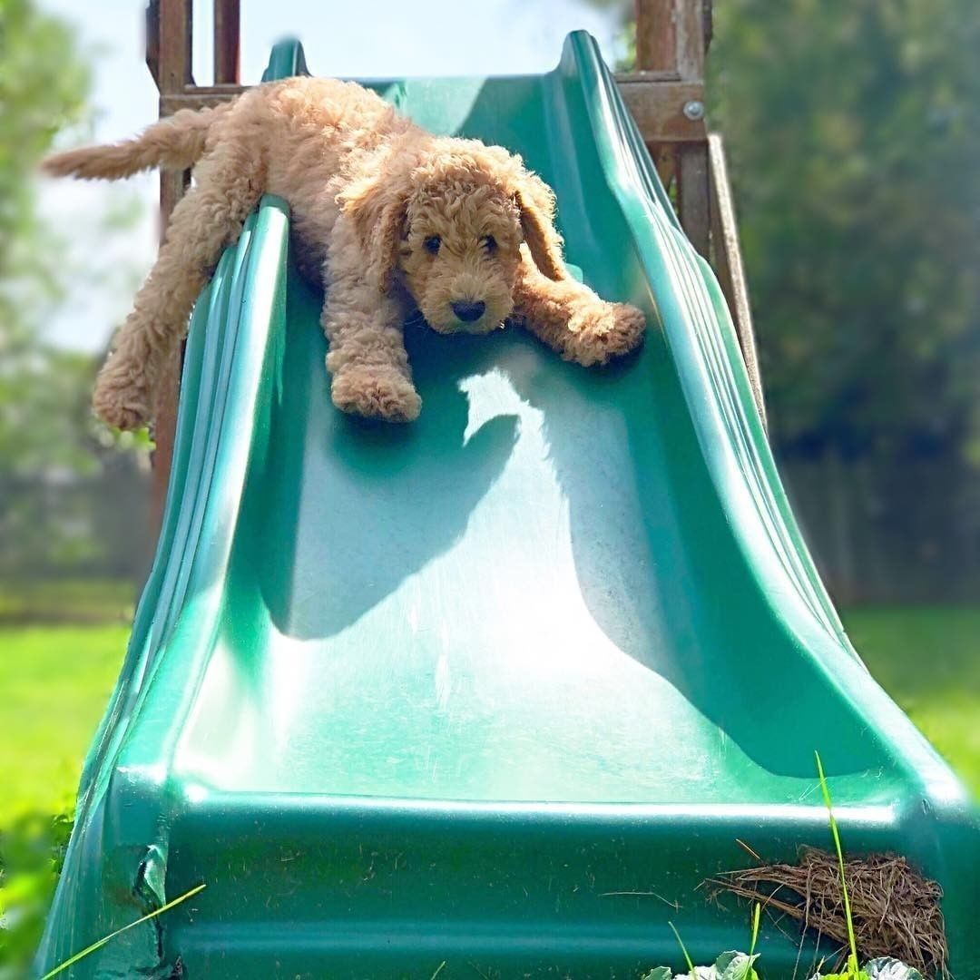 poodleIsLove's tweet photo. #Dog #Dog_aptos #dogsoftwitter #cute #PhotoOfTheDay #NewProfilePic #USA #love #Trending https://t.co/EE839jW7eh