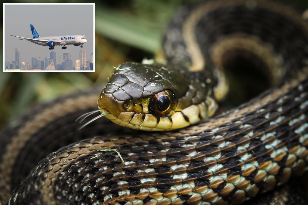 New York Post on Twitter "Snake on plane sends passengers screaming at