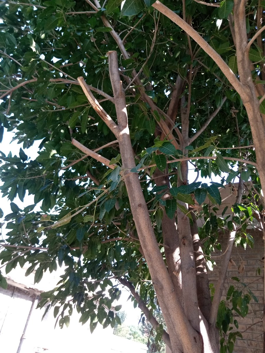 AizazUl39893559's tweet photo. This is our love for plants.
The branch of the tree cracked due to heavy wind's and we cut it from the top and fixed two 6 inch screws in it so that it should be fixed.
As we know that it helps stop climate change by removing CO2 from air by releasing oxygen.
@WeFixers_Pak https://t.co/YtYkWIhh6c