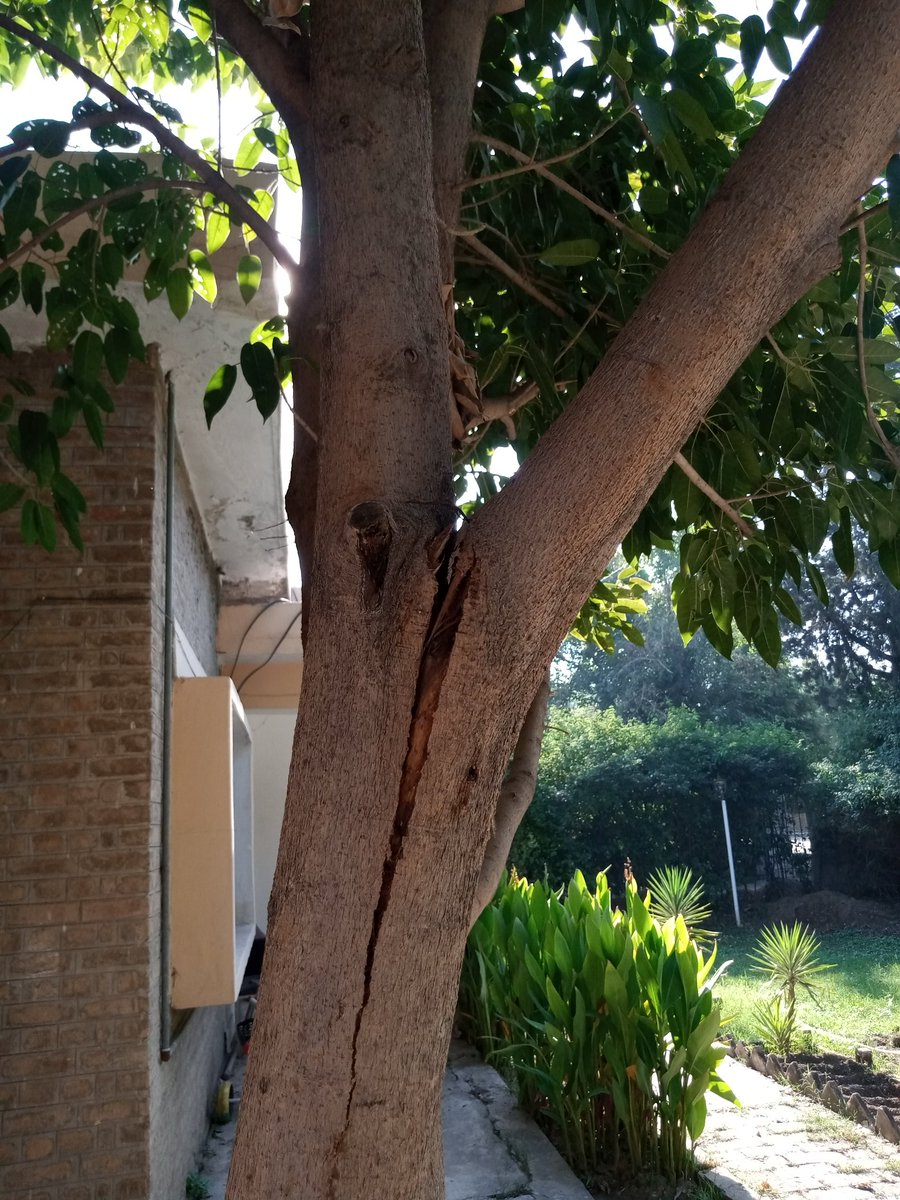 AizazUl39893559's tweet photo. This is our love for plants.
The branch of the tree cracked due to heavy wind's and we cut it from the top and fixed two 6 inch screws in it so that it should be fixed.
As we know that it helps stop climate change by removing CO2 from air by releasing oxygen.
@WeFixers_Pak https://t.co/YtYkWIhh6c
