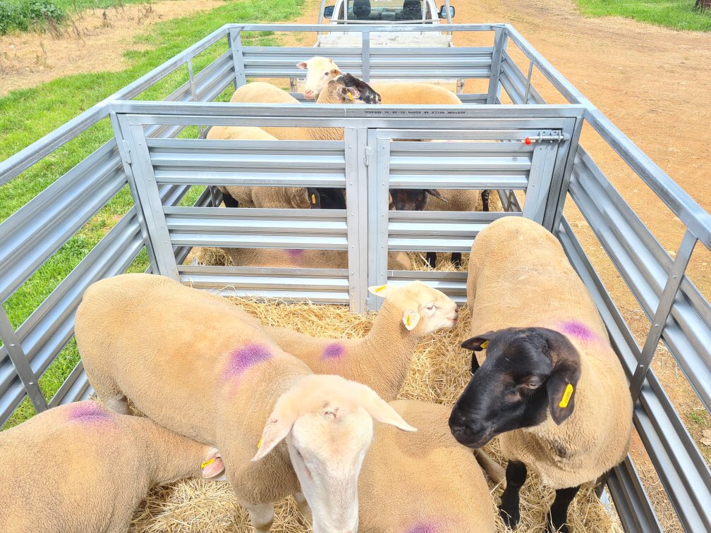 Winter workshop builds all done 2 trailers with removable stock crates 1 with optional dropsides and a loading ramp. Also tray for my hilux