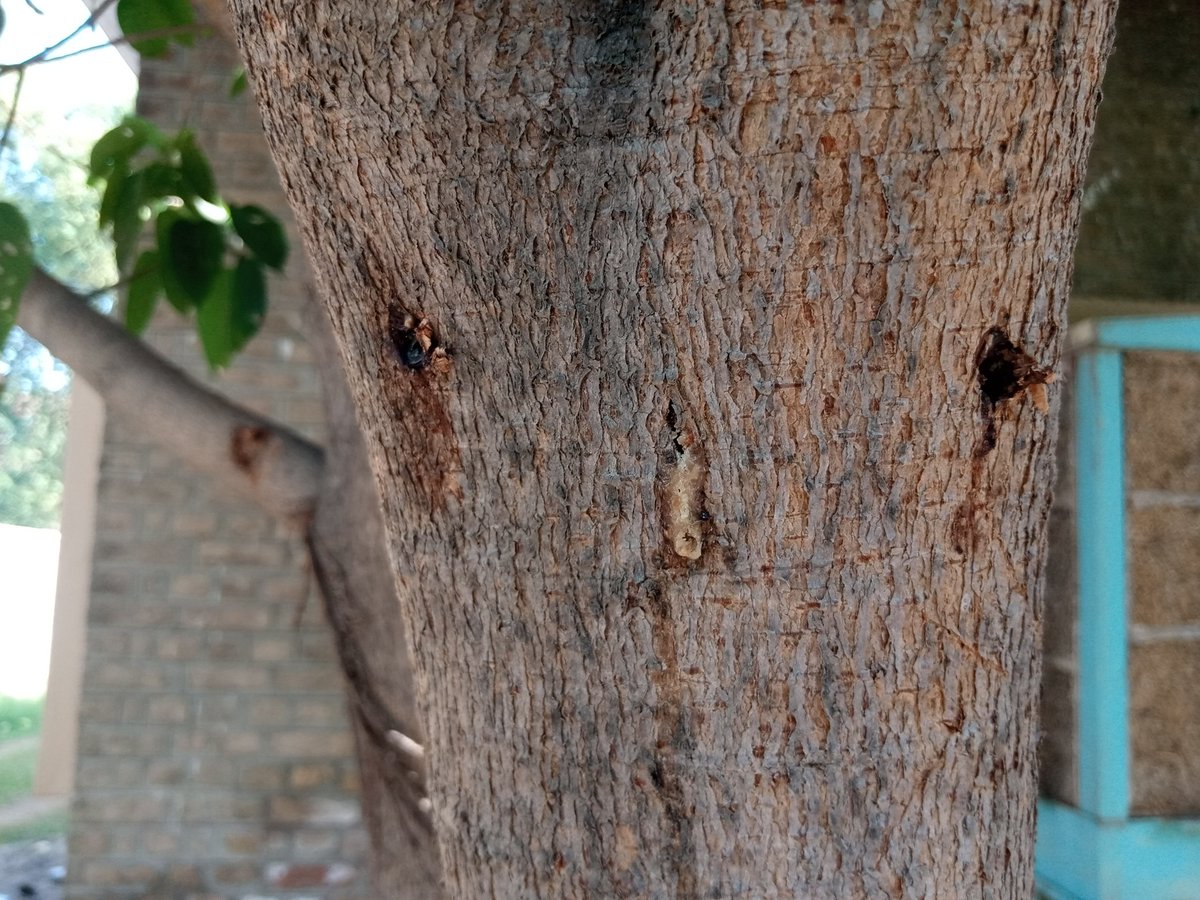 AizazUl39893559's tweet photo. This is our love for plants.
The branch of the tree cracked due to heavy wind's and we cut it from the top and fixed two 6 inch screws in it so that it should be fixed.
As we know that it helps stop climate change by removing CO2 from air by releasing oxygen.
@WeFixers_Pak https://t.co/YtYkWIhh6c