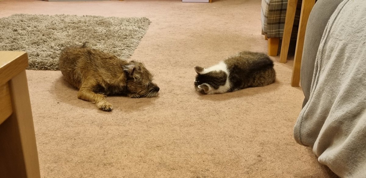 House_Carrot's tweet photo. #ThrowbackThursday When I was layin with my cat bro and chillin, he went across the rainbow bridge so we cant play together again yet. #BTPosse #DogsOnTwitter https://t.co/glrG35qzBX