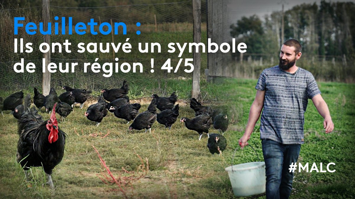 En @saoneetloire Morgan c'est lancé un défi : relancer l'élevage de la poule noire de Bresse sur ses terres natales !🐔👏 Replay👉bit.ly/MALC_FR3 #MALC @France3tv @Destination71 @lejsl @bfc_region @BFC_Tourisme