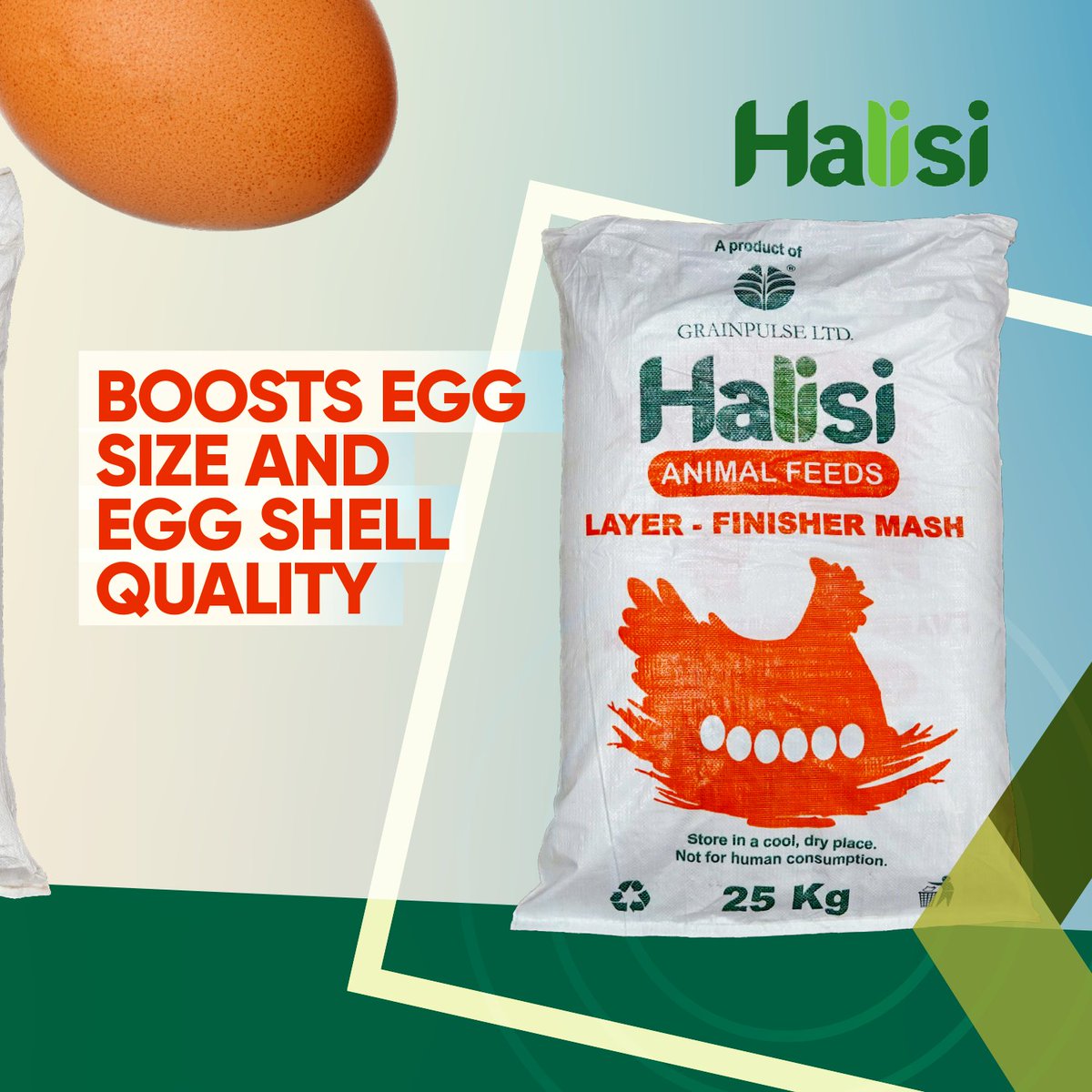 GrainpulseUG's tweet photo. Our layer feeds are carefully mixed with the right nutrients and the right proportions as needed by your broiler chicks at different stages of growth. The best part is, they come ready to fit, no need to mix them with anything.
#Halisi #PoultryFarming https://t.co/7karGvwSnq