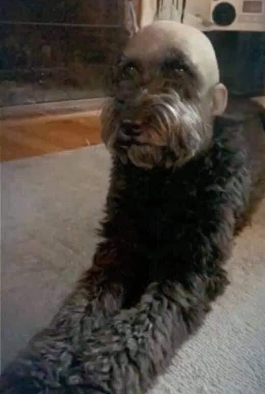 Cryptol95513563's tweet photo. I wanted to give my dog a haircut and now I want him to leave my house I'm TERRIFIED 😱🤣 https://t.co/CB15moY4OE