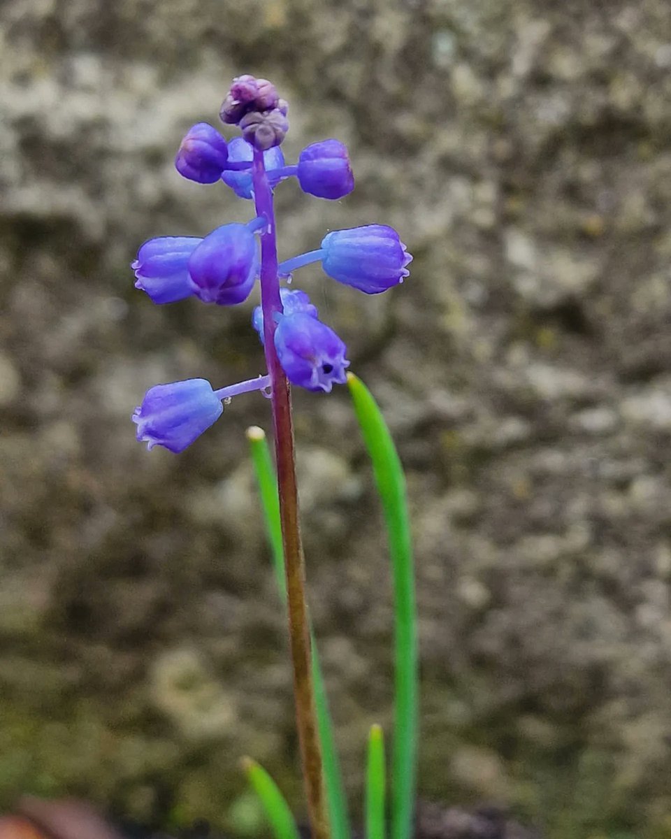 Muscari parviflorum, a dainty Mediterranean bulb & the only autumn-flowering grape hyacinth. It might not be the most showy alpine in the rock garden but it does bring a flash of colour on an autumn day. It propagates easily from seed and the tiny bulbils it produces copiously.