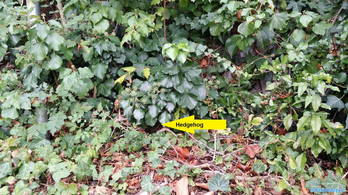 Steves_Mum's tweet photo. Steve left me a task:  
At the beginning of September, he discovered a rustling in the bushes. It was a small hedgehog. Since that day I put food and water there once a day and it still is being eaten. Steve would have liked that. 😺🦔
#ThrowbackThursday #hedgehog #FelinoSteve https://t.co/az1EMmVDbe
