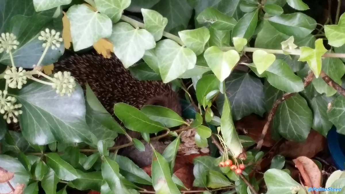 Steves_Mum's tweet photo. Steve left me a task:  
At the beginning of September, he discovered a rustling in the bushes. It was a small hedgehog. Since that day I put food and water there once a day and it still is being eaten. Steve would have liked that. 😺🦔
#ThrowbackThursday #hedgehog #FelinoSteve https://t.co/az1EMmVDbe