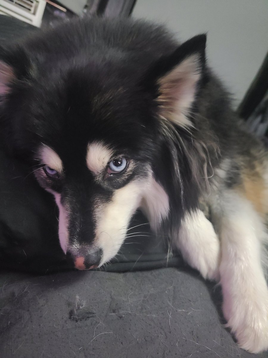 _LadyKayleen_'s tweet photo. Just a random picture of Lulu because she's my little attitude filled bundle of chaos. #pomsky #Ineedalulucamforstreaming #pomskypuppy https://t.co/zvVMVw7cAQ