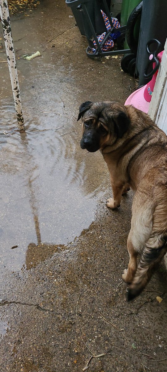 MRhumanGP's tweet image. Good morning you Beautiful Humans🦸‍♂️

Here is a picture of my big wussy looking at me for armbands so she can traverse the inch of water in our garden🐶🚫🏊‍♀️