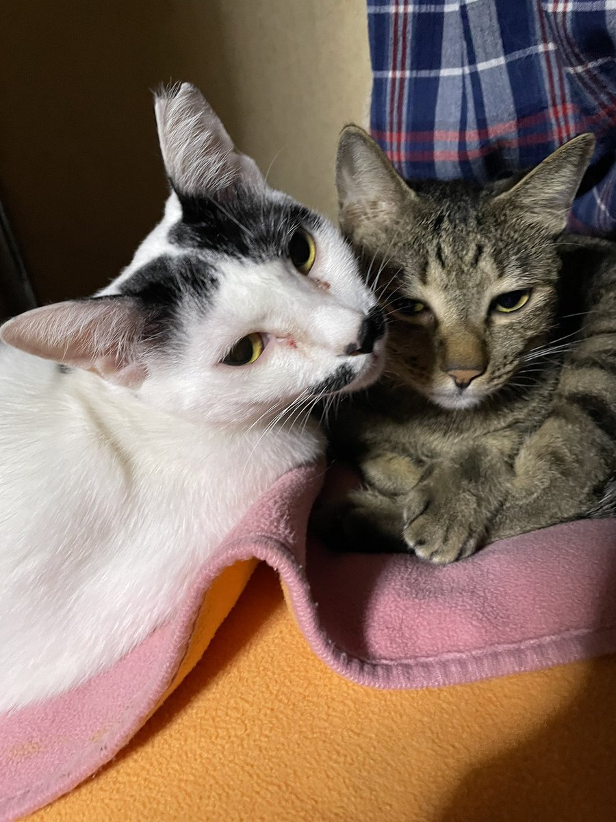saaaawow's tweet photo. 押し入れで密会中💕
姿見えへんから探してて、いきなり開けたから、睨まれた😊

#猫のいる幸せ 
#猫写真 
#猫好きさんと繋がりたい 
#ねこ https://t.co/ACtO2dqGES