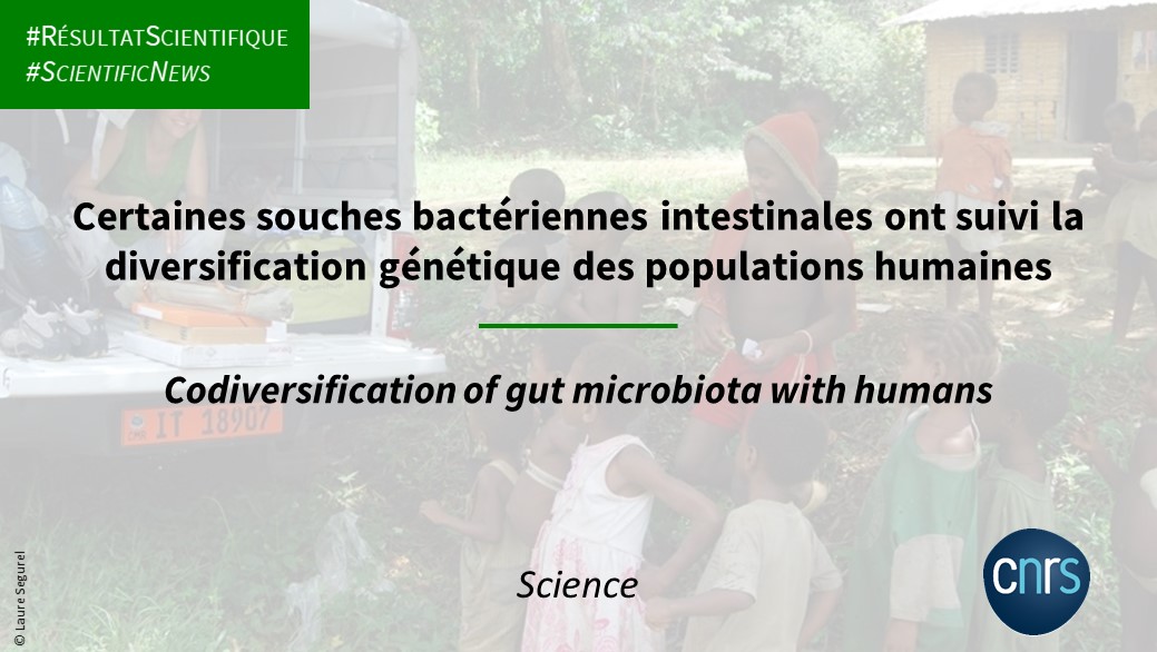 #RésultatScientifique Des recherches menées en collaboration avec l'Institut Max Planck sur le microbiote intestinale révèlent que certaines souches bactériennes ont une histoire évolutive qui reflète celle des humains 🦠 ➡️inee.cnrs.fr/fr/cnrsinfo/ce… 📕doi.org/10.1126/scienc…