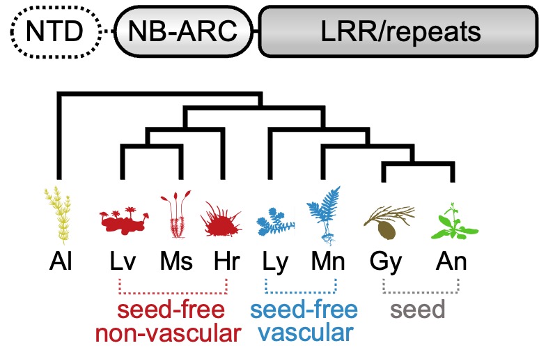 Philip Carella (@phil_carella) on Twitter photo 1. Our first preprint is now online! “The N-terminal executioner domains of NLR immune receptors are functionally conserved across major plant lineages” #evoMPMI #NLR #Marchantia <a href="/Khongsam_Chia/">KhongSam Chia</a> et al. biorxiv.org/content/10.110… 1. Our first preprint is now online! “The N-terminal executioner domains of NLR immune receptors are functionally conserved across major plant lineages” #evoMPMI #NLR #Marchantia <a href="/Khongsam_Chia/">KhongSam Chia</a> et al. biorxiv.org/content/10.110…