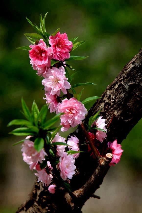 ruben_corella's tweet photo. #thursdaymorning #thursdaymood #nature #spain #pinkflowers #pink #Gorgeous #flora #fleurs #nature #newborn #miracles #ordinarymiracles #simplepleasures #EnjoyTheMoment #blossom #autumn #great #naturallife #beauty #sightseeing #foto #goodafternoon #floral https://t.co/nHCLS88wyb
