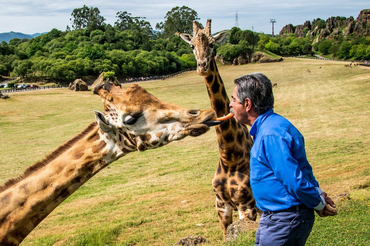 President of Cantabria Miguel Ángel Revilla feeding the giraffes (2016)