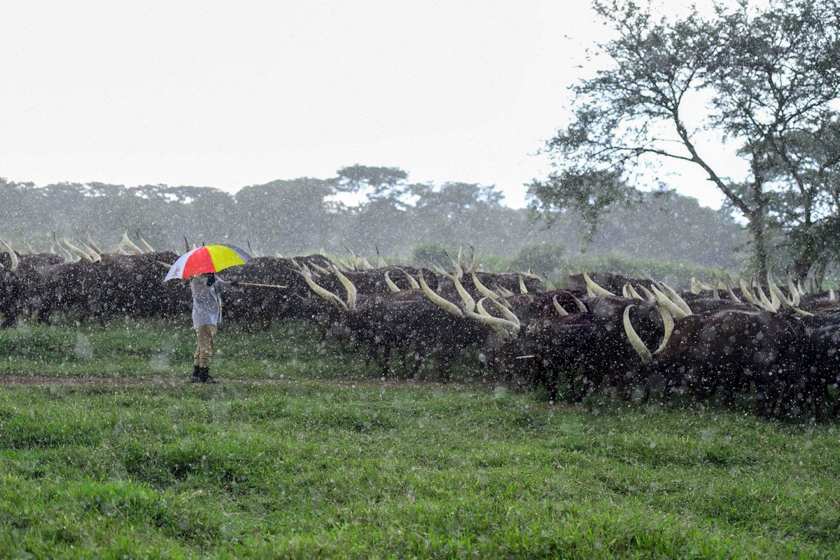 I spent the day at the Kisozi Country farm in Gomba District tending to the cattle, despite the long day rainfall. For cattle keepers, work continues in all kinds of weather.