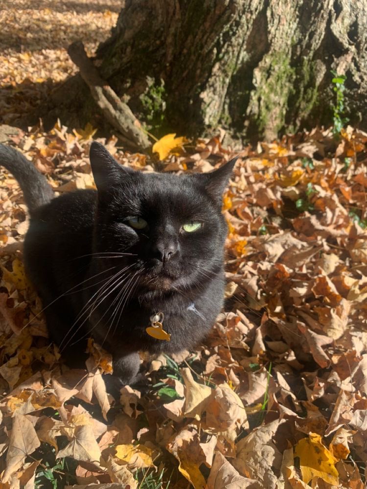 Forgot to post autumn cat of the day.. I found this one and it resonated with me today lol 🐱🍁🍂 Slightly grumpy and suspicious, but looks cozy overall

#NFTArtist