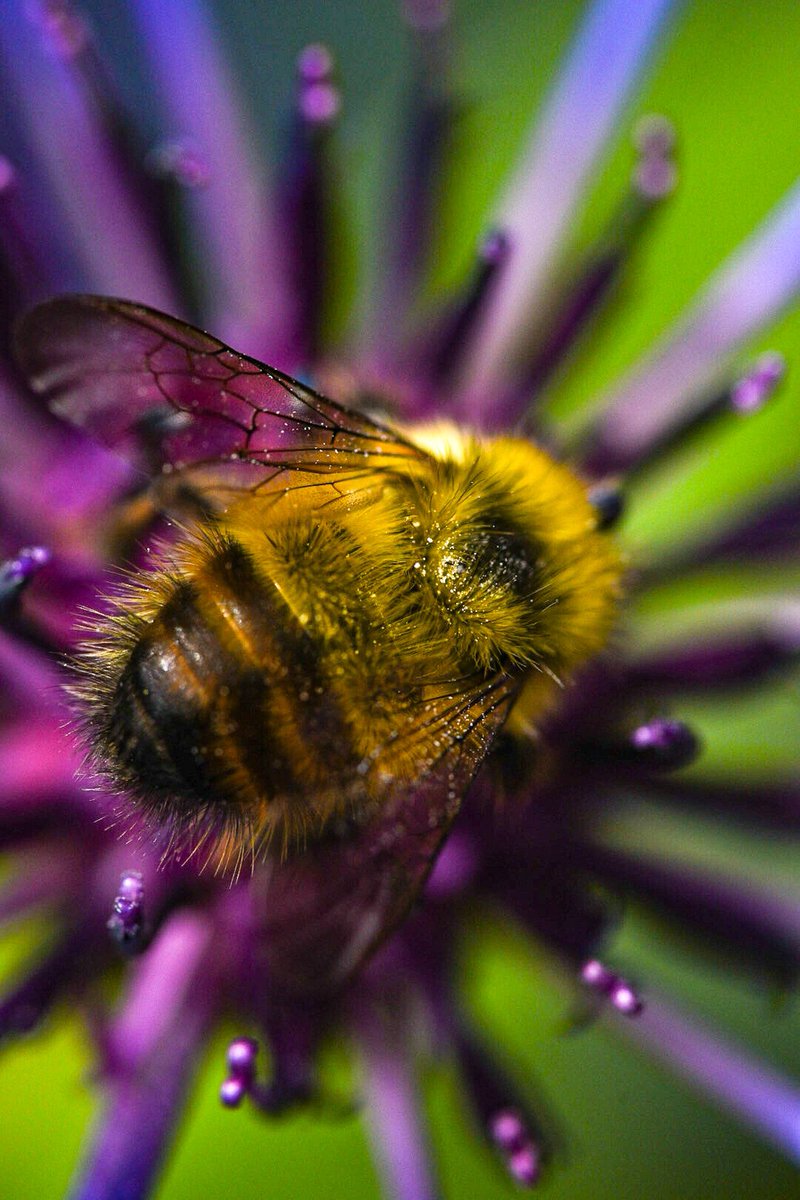 expinsite's tweet photo. @TheSneakyLens #macro #bee https://t.co/TmmXPhaRYW