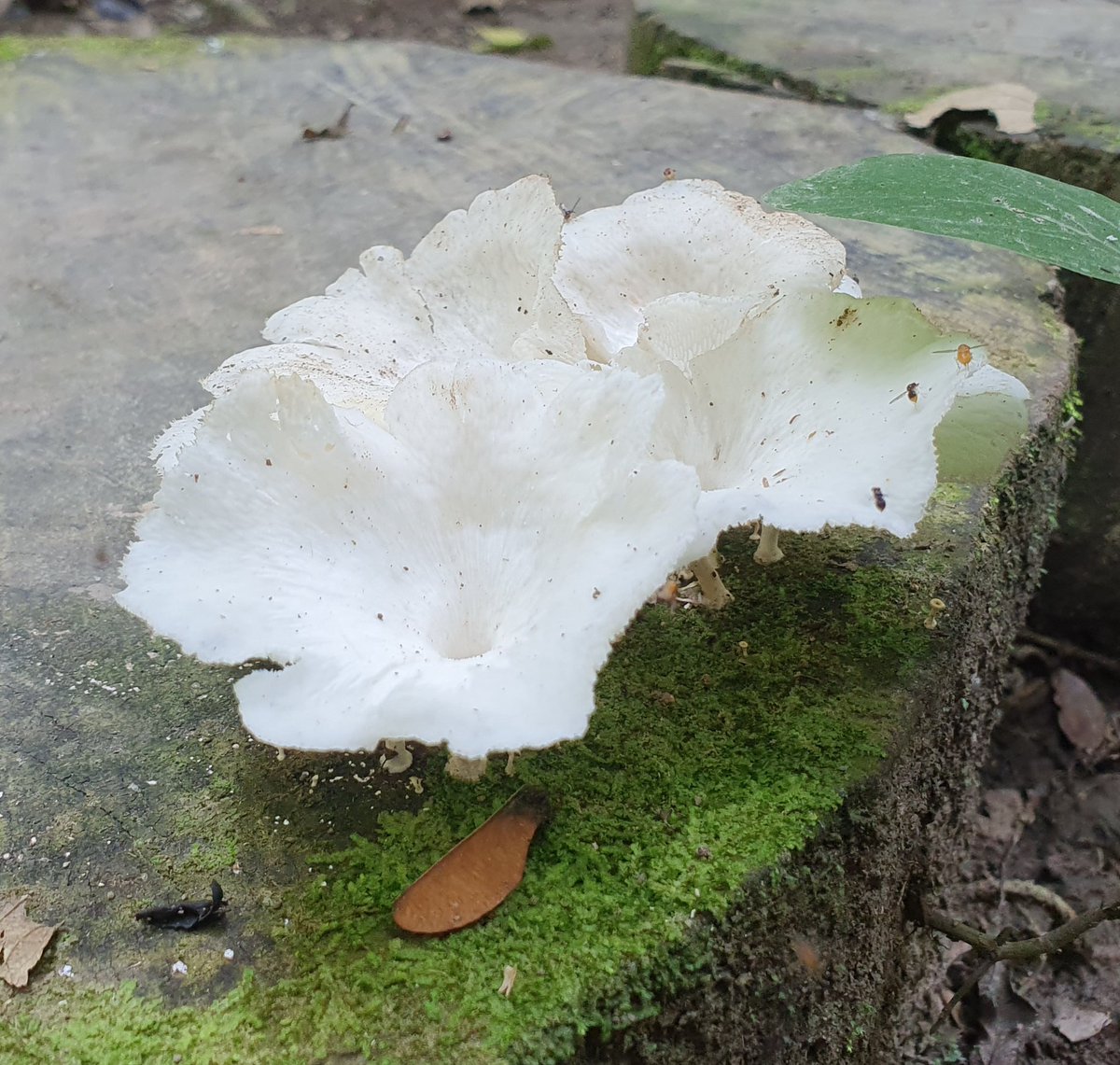 I first thought it was a flower I stumbled over in the amazon rainforest - what a beautiful mushroom!