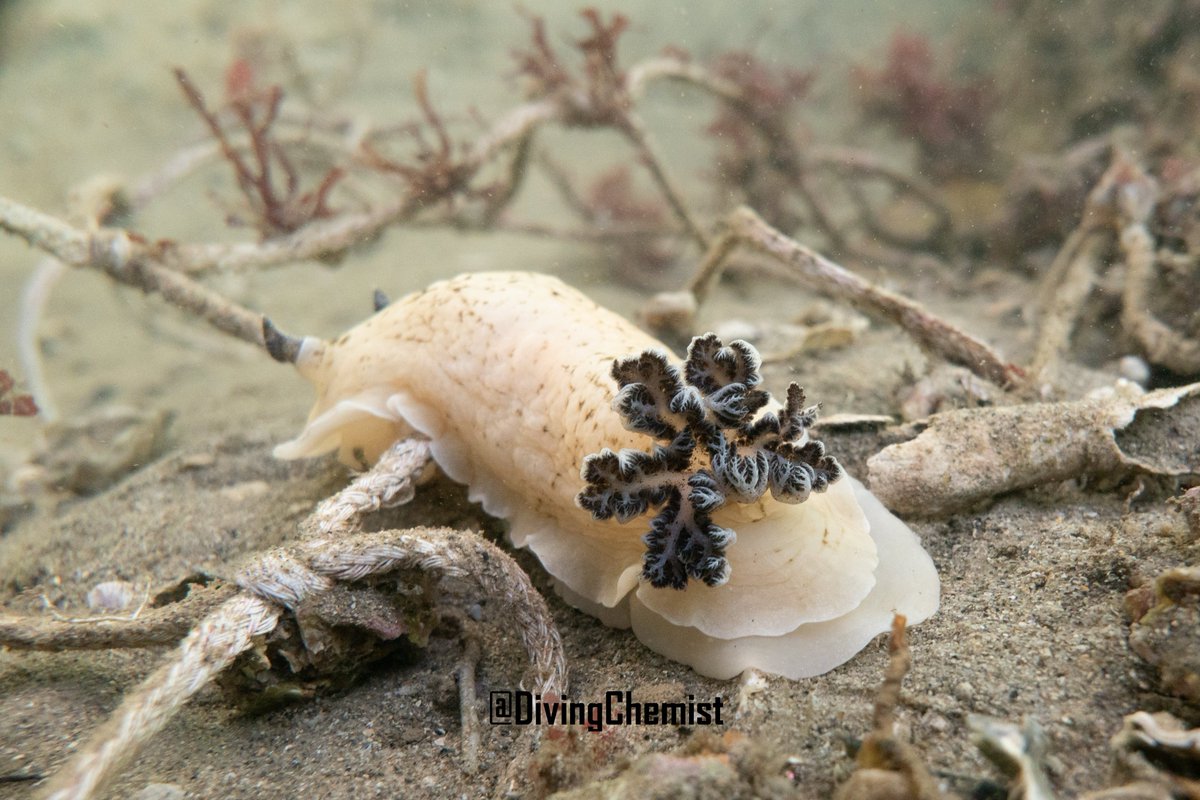 DivingChemist's tweet photo. It's Thursday, have a nudibranch🤩
⛈️Storms forecast for the weekend but still hoping to blow some bubbles🤞

#ChowderBay #SydneyHarbour #UnderwaterPhotography #Scuba https://t.co/YPyyWlHCbP