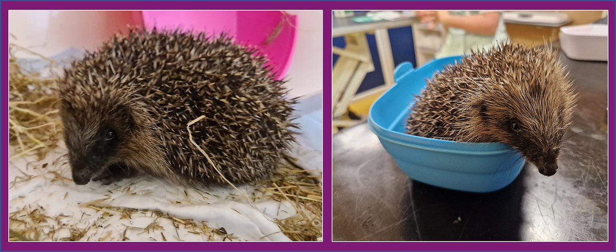 PrideVets's tweet photo. Banshee &amp; McSniffles came to us with respiratory problems and required a course of nebulisation. They are too small to make it through winter on their own. They went home with one of our night nurses to recover before they can be released back into the wild. https://t.co/2nbTKDkWug