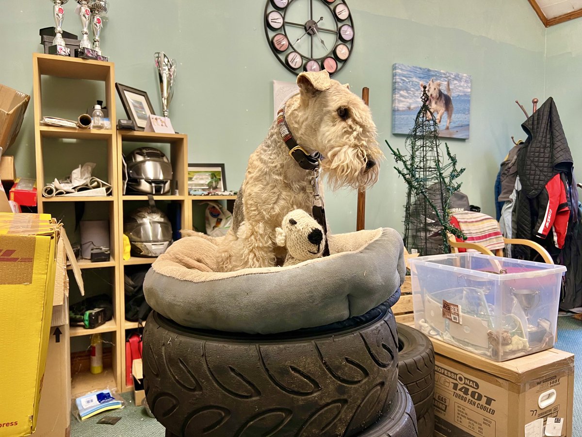 bertie_lakeland's tweet photo. I’m in my favourite bed 💋 https://t.co/OgyDCYB4gd