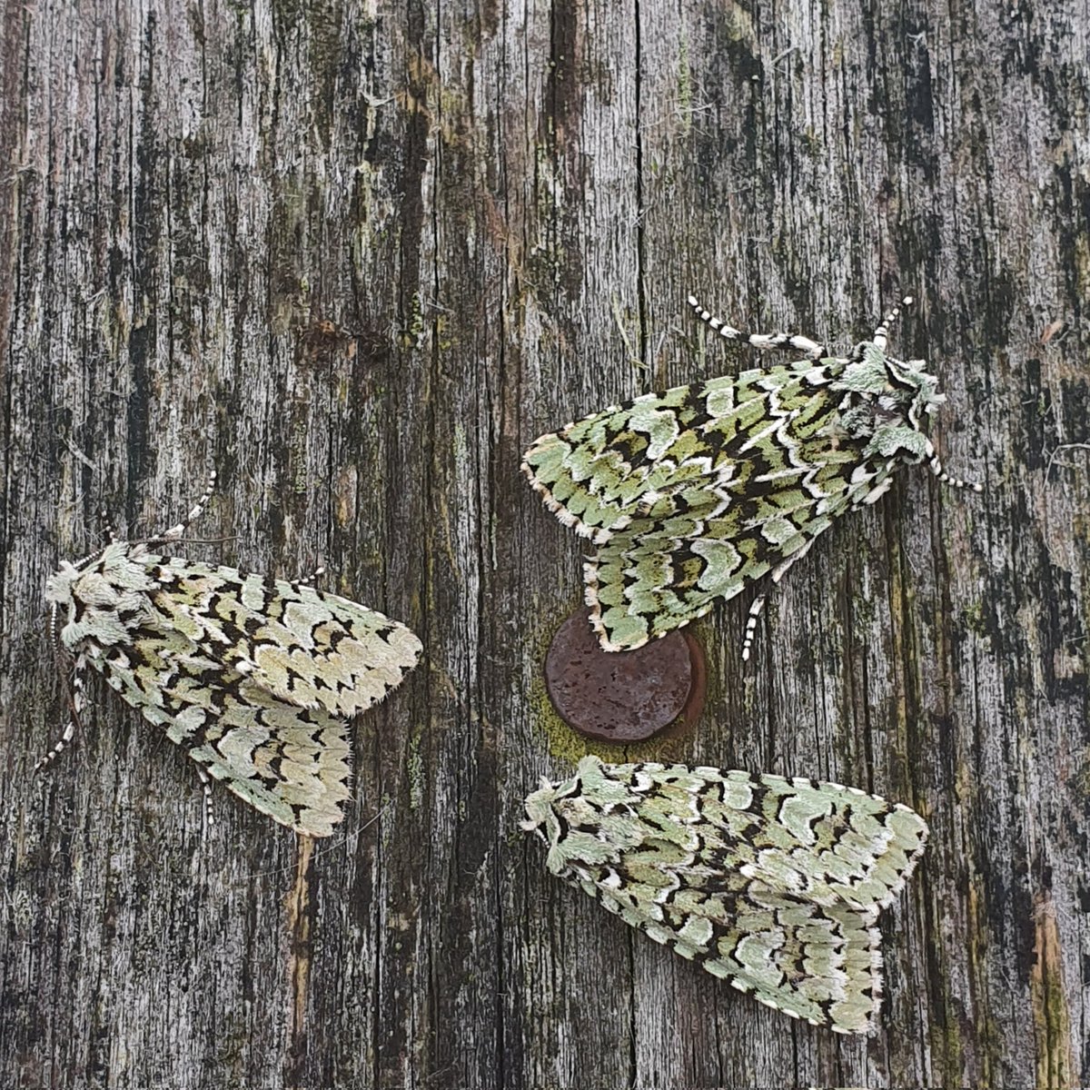 Elaineeepoos's tweet photo. You wait a few years for one to turn up, then three come along at once #MerveilleDuJour #MothBus #MothsMatter #TeamMoth https://t.co/v6j3LP81a3