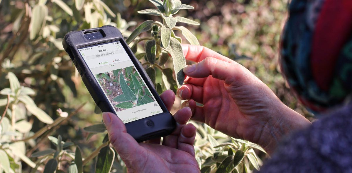 Vetitude's tweet photo. #PlantNet, #eBird, #Spipoll, #iNaturalist… ces applis au service de l’i-écologie
https://t.co/8o7QKnLS0w https://t.co/JWju3oGV5N