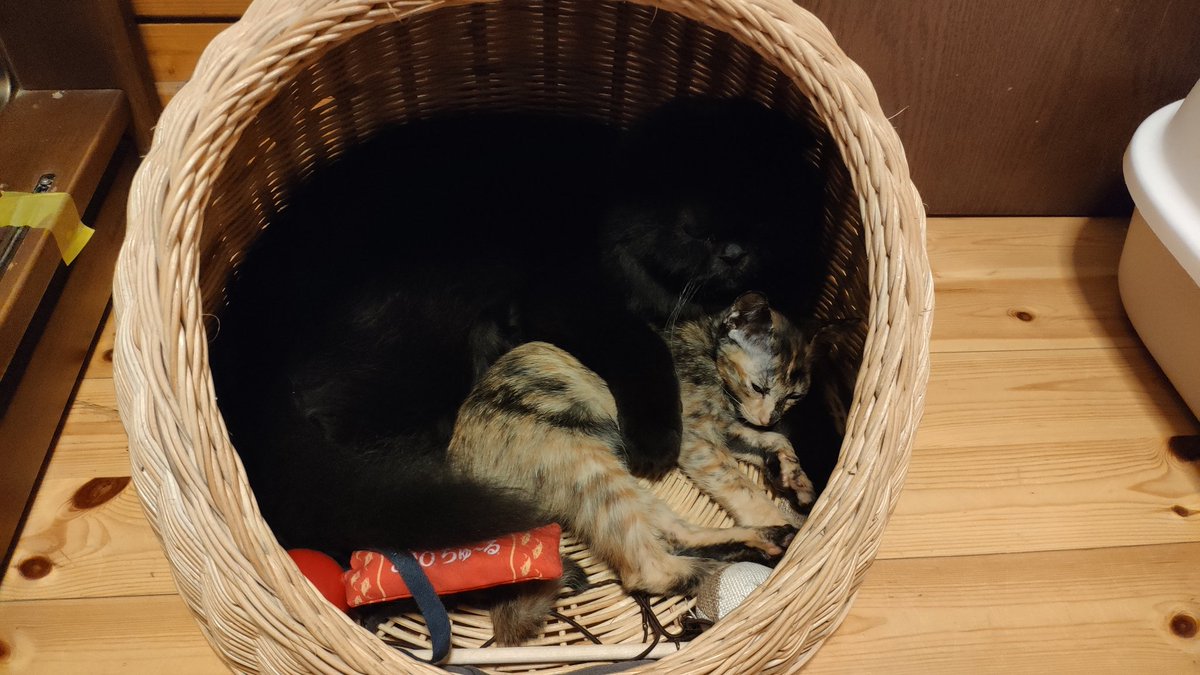 sqalaaaa's tweet photo. Sleep well my dearest girl.
And if you don't mind, I want to take care of you again if we ever meet on the other side. https://t.co/YSzuZL8CTm
