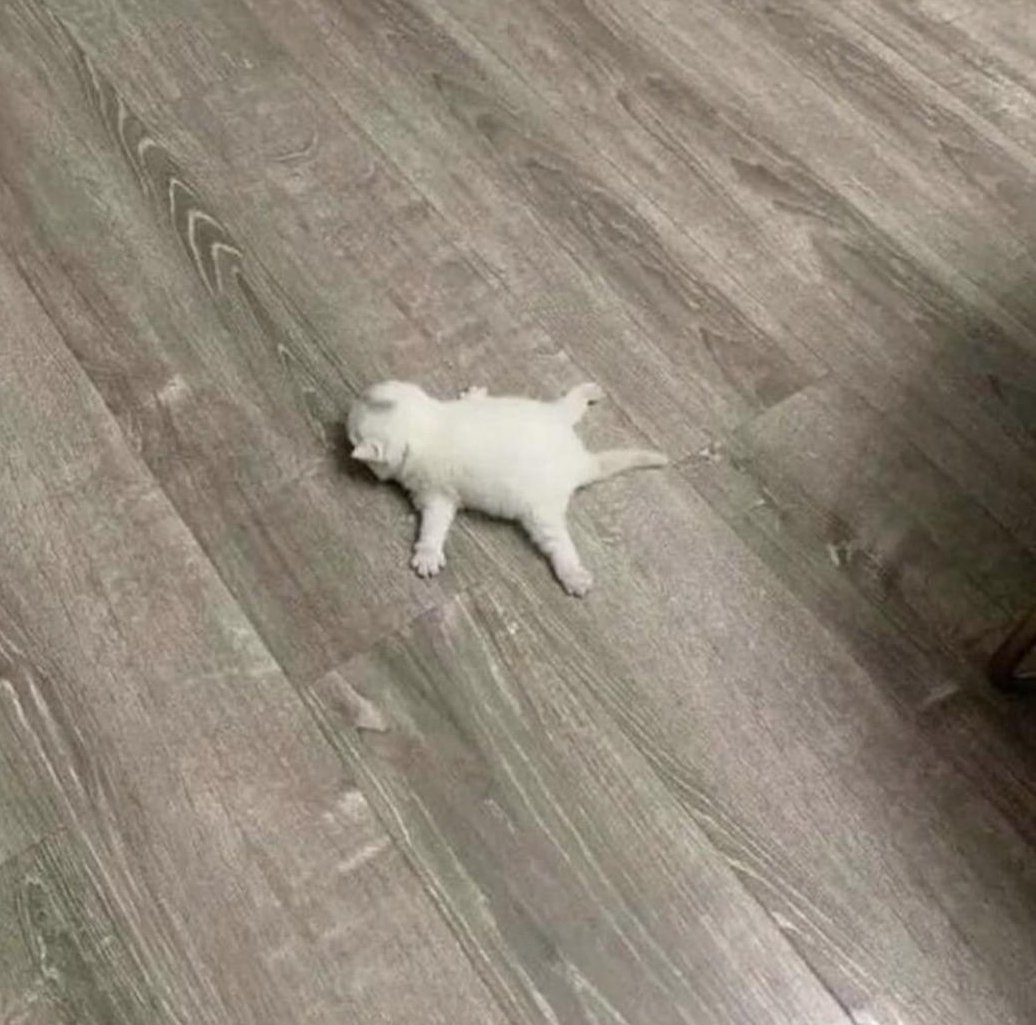 splat