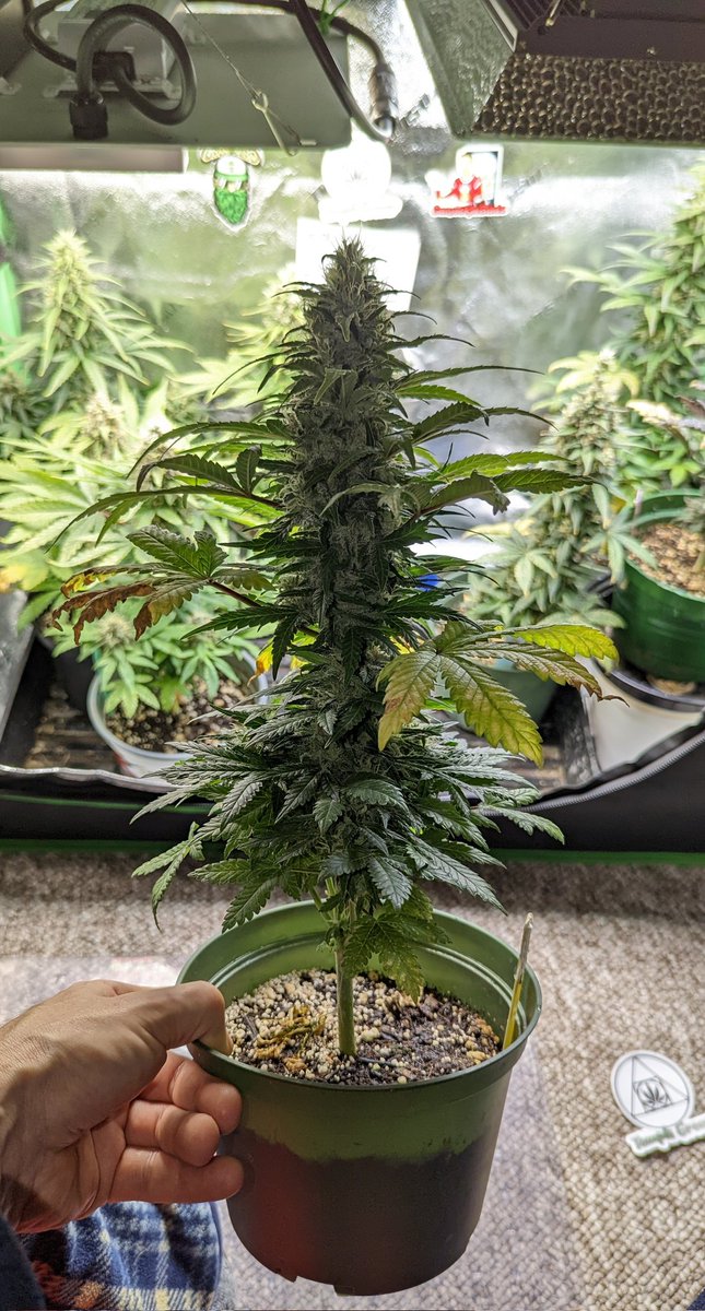 TempleGrower's tweet photo. Things are going very well. Should very likely even see north of an oz off that one rocket-lookin mafk..💪 #CrystallineEntity #CBDCharlottesAngel. Smells great too!😁🌱

So what are you waiting for? #GrowYourOwn #4plants. 🌱

#Cannabis #MicroGrow #GrowWithUs #TempleGrownGenetics https://t.co/9CB2K5A6rm