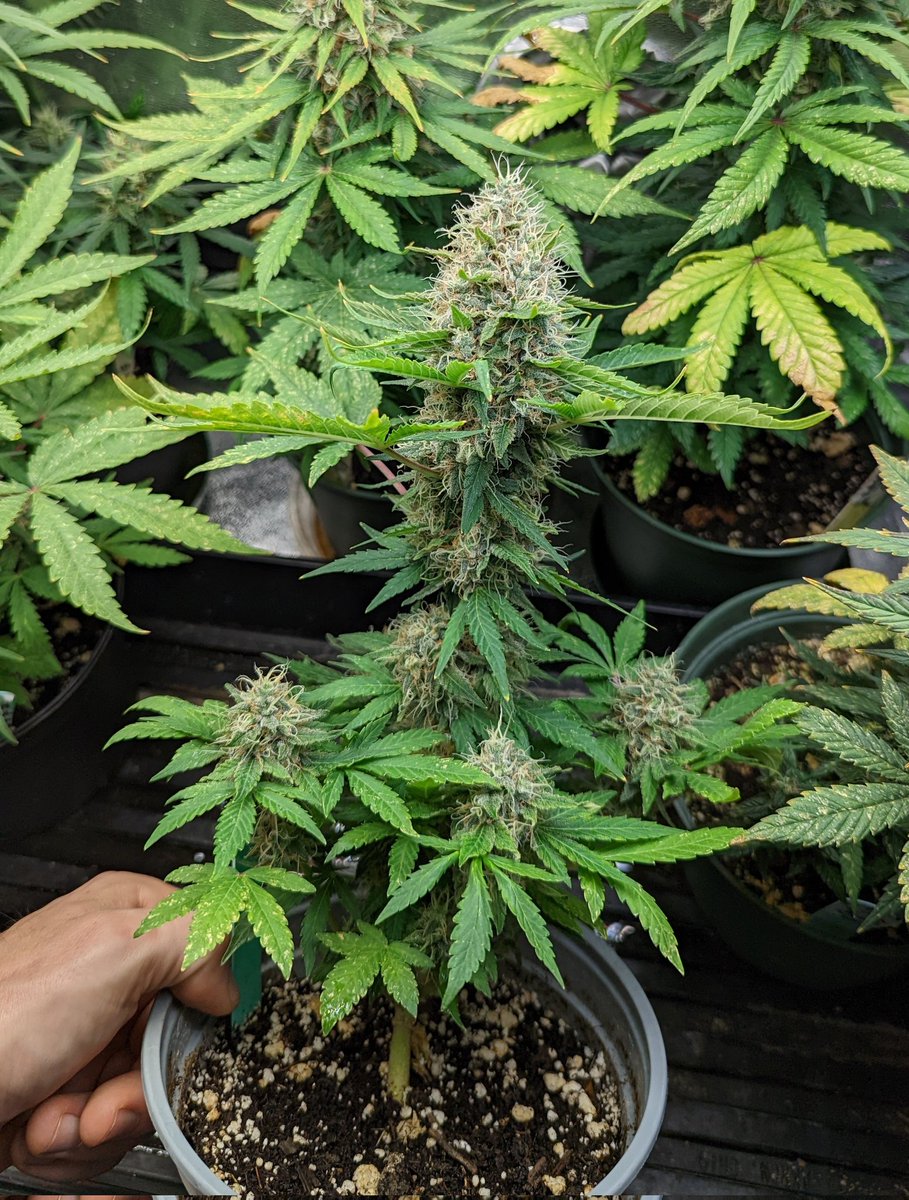 TempleGrower's tweet photo. Things are going very well. Should very likely even see north of an oz off that one rocket-lookin mafk..💪 #CrystallineEntity #CBDCharlottesAngel. Smells great too!😁🌱

So what are you waiting for? #GrowYourOwn #4plants. 🌱

#Cannabis #MicroGrow #GrowWithUs #TempleGrownGenetics https://t.co/9CB2K5A6rm