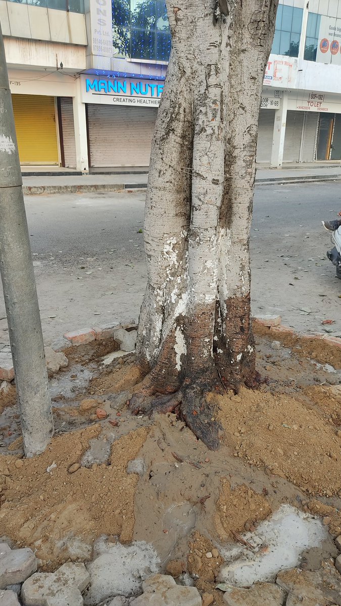 societylovers1's tweet photo. Another Dying Tree deconcretized in Bathinda City. We appeal to @MC_Bathinda1 to deconcretize trees in Bathinda as large number of trees are dying due to concretization at their base. @NijjarDr @BhagwantMann #deconcretization #concretization #savetrees https://t.co/huzrdnpagg