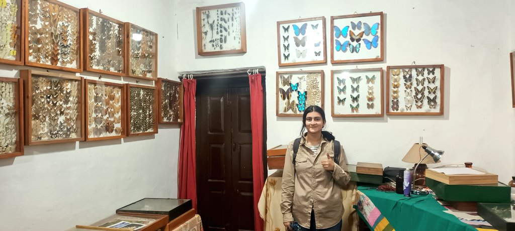 himani_khati's tweet photo. This #ButterflyResearchCentre holds the largest private #butterflycollection in India beautifully treasured by @peter_smetacek situated amidst the oak forest near the #Bhimtal Lake in Uttarakhand.
Highlight of the visit: Butterfly wing mimics !! 🦋
#taxonomy #wingpattern #mimic https://t.co/J2nvMm7imz
